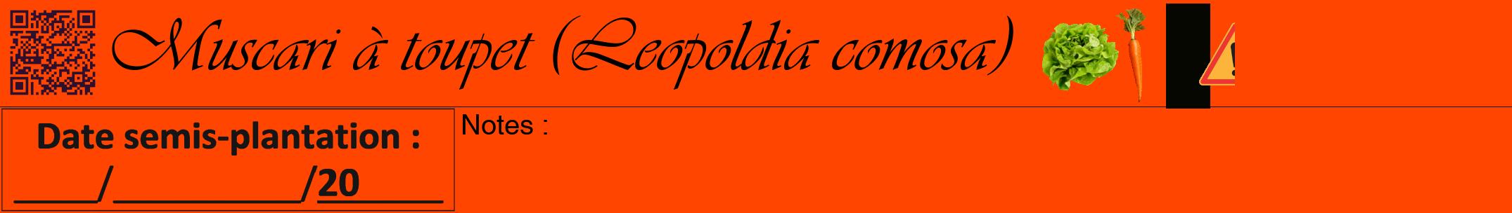 Étiquette de : Leopoldia comosa - format a - style noire26viv avec qrcode et comestibilité simplifiée