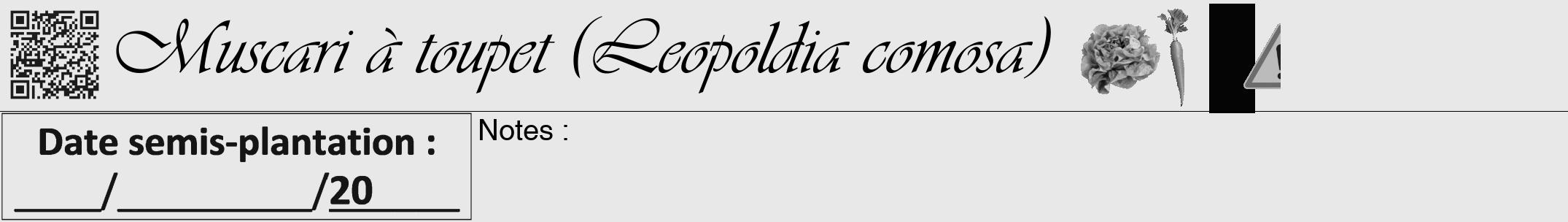 Étiquette de : Leopoldia comosa - format a - style noire55viv avec qrcode et comestibilité simplifiée