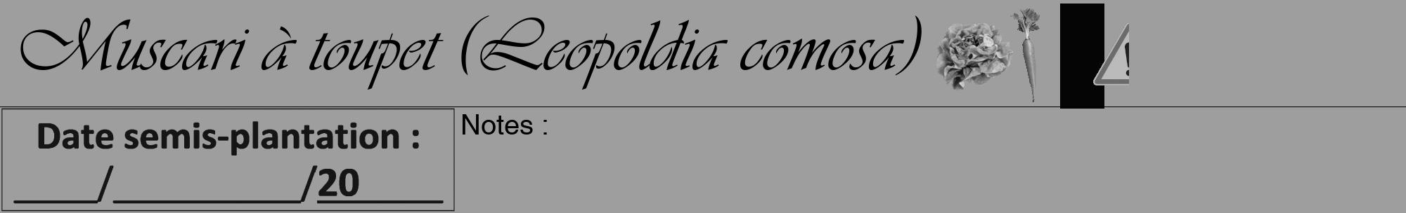 Étiquette de : Leopoldia comosa - format a - style noire23viv avec comestibilité simplifiée