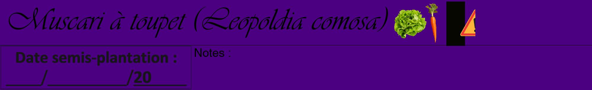 Étiquette de : Leopoldia comosa - format a - style noire47viv avec comestibilité simplifiée