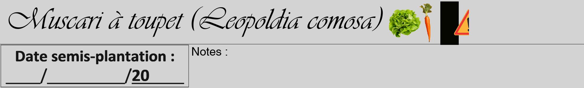 Étiquette de : Leopoldia comosa - format a - style noire56viv avec comestibilité simplifiée