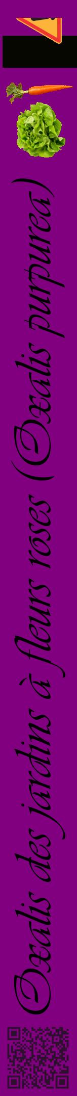 Étiquette de : Oxalis purpurea - format a - style noire46viv avec qrcode et comestibilité simplifiée