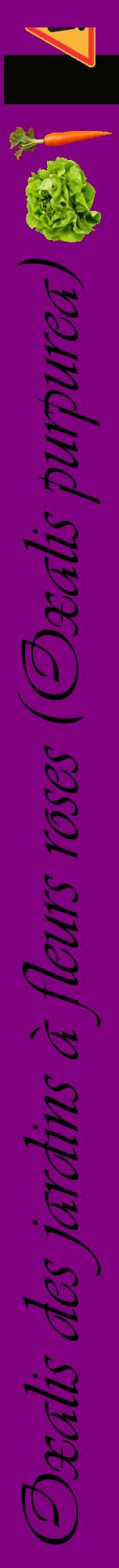 Étiquette de : Oxalis purpurea - format a - style noire46viv avec comestibilité simplifiée