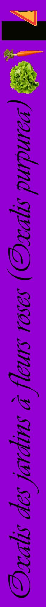 Étiquette de : Oxalis purpurea - format a - style noire48viv avec comestibilité simplifiée