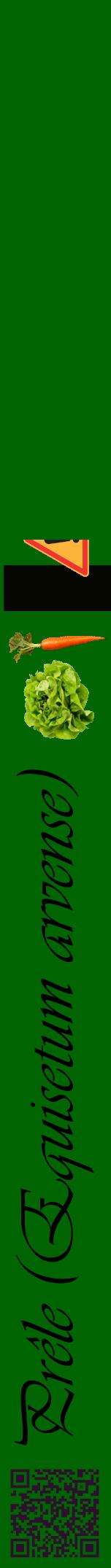 Étiquette de : Equisetum arvense - format a - style noire8viv avec qrcode et comestibilité simplifiée