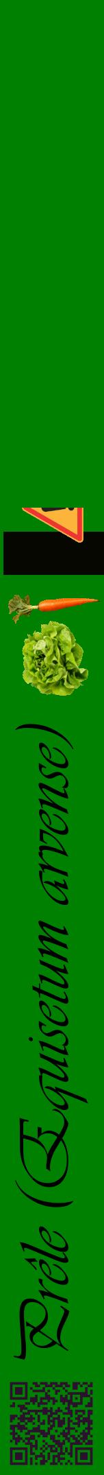 Étiquette de : Equisetum arvense - format a - style noire9viv avec qrcode et comestibilité simplifiée