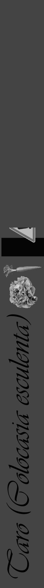Étiquette de : Colocasia esculenta - format a - style noire48viv avec comestibilité simplifiée - position verticale