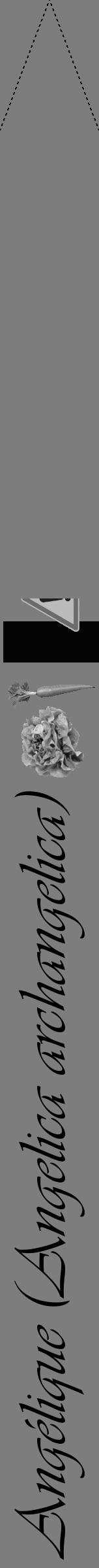 Étiquette de : Angelica archangelica - format b - style noire35viv avec comestibilité simplifiée - position verticale