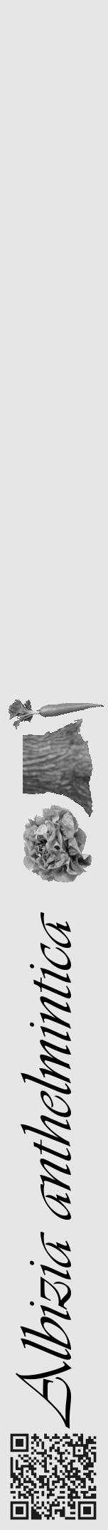 Étiquette de : Albizia anthelmintica - format a - style noire18viv avec qrcode et comestibilité simplifiée - position verticale