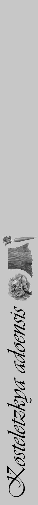 Étiquette de : Kosteletzkya adoensis - format a - style noire15viv avec comestibilité simplifiée - position verticale