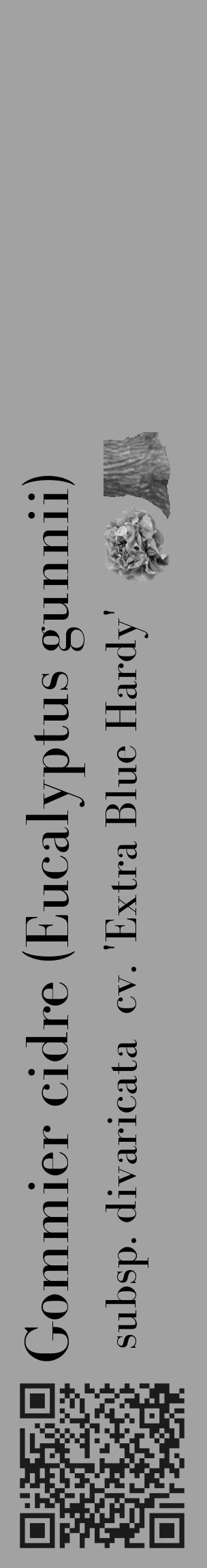Étiquette de : Eucalyptus gunnii subsp. divaricata  cv. 'Extra Blue Hardy' - format c - style noire38_basique_basiquebod avec qrcode et comestibilité simplifiée - position verticale