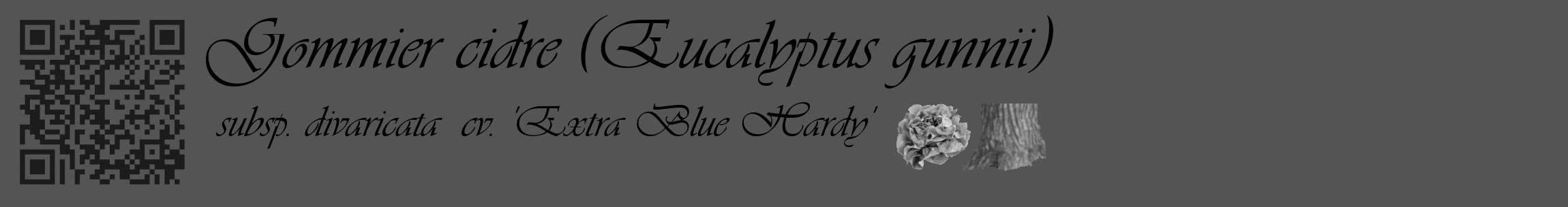 Étiquette de : Eucalyptus gunnii subsp. divaricata  cv. 'Extra Blue Hardy' - format c - style noire30_basique_basiqueviv avec qrcode et comestibilité simplifiée