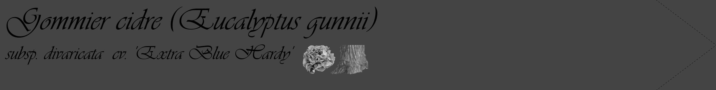 Étiquette de : Eucalyptus gunnii subsp. divaricata  cv. 'Extra Blue Hardy' - format c - style noire48_simple_simpleviv avec comestibilité simplifiée