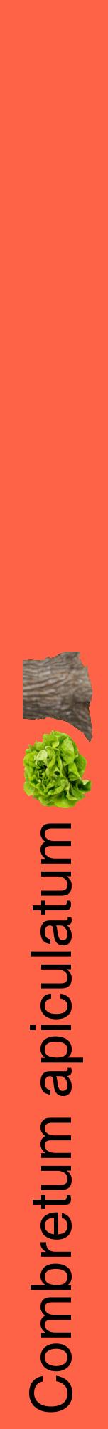 Étiquette de : Combretum apiculatum - format a - style noire25hel avec comestibilité simplifiée