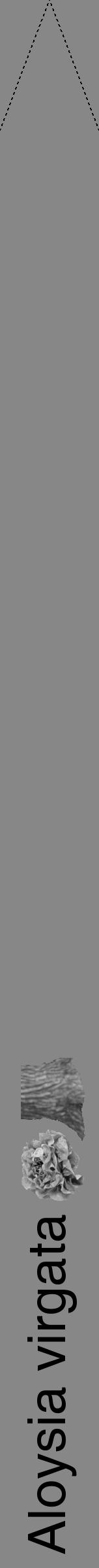 Étiquette de : Aloysia virgata - format b - style noire12hel avec comestibilité simplifiée - position verticale