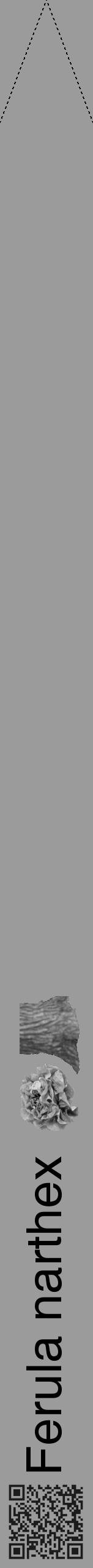 Étiquette de : Ferula narthex - format b - style noire52hel avec qrcode et comestibilité simplifiée - position verticale
