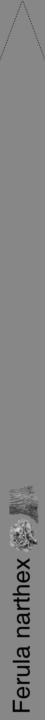 Étiquette de : Ferula narthex - format b - style noire12hel avec comestibilité simplifiée - position verticale