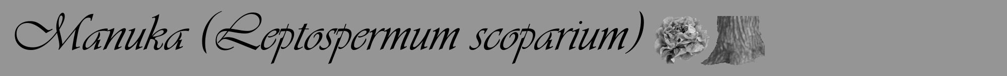Étiquette de : Leptospermum scoparium - format a - style noire16viv avec comestibilité simplifiée