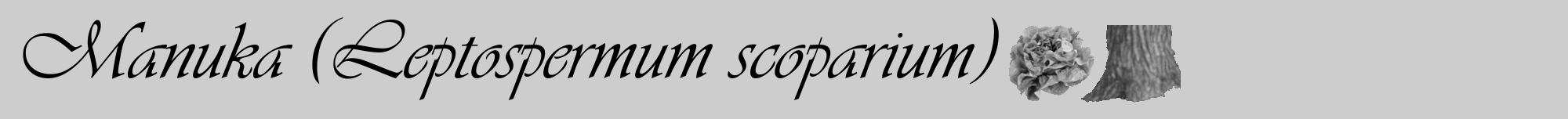 Étiquette de : Leptospermum scoparium - format a - style noire41viv avec comestibilité simplifiée