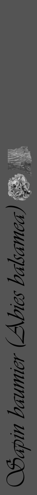 Étiquette de : Abies balsamea - format a - style noire30viv avec comestibilité simplifiée - position verticale