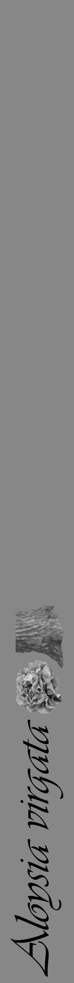 Étiquette de : Aloysia virgata - format a - style noire12viv avec comestibilité simplifiée - position verticale