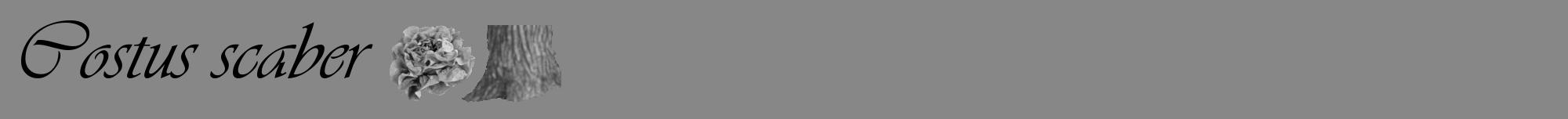 Étiquette de : Costus scaber - format a - style noire12viv avec comestibilité simplifiée