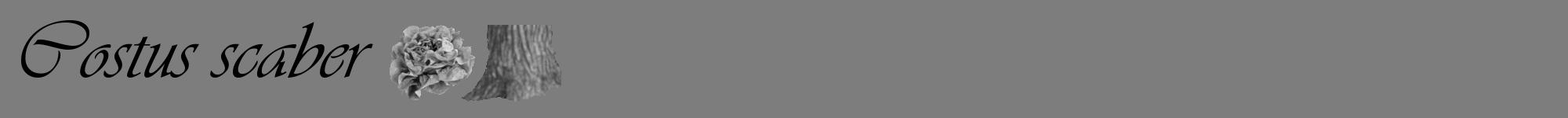 Étiquette de : Costus scaber - format a - style noire35viv avec comestibilité simplifiée