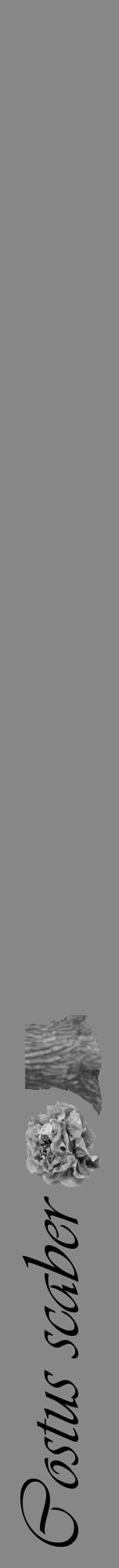 Étiquette de : Costus scaber - format a - style noire12viv avec comestibilité simplifiée - position verticale
