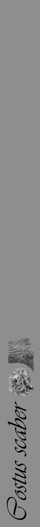 Étiquette de : Costus scaber - format a - style noire25viv avec comestibilité simplifiée - position verticale