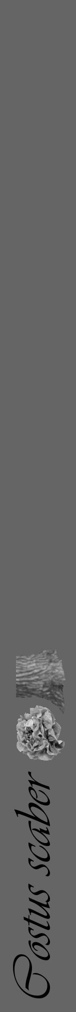 Étiquette de : Costus scaber - format a - style noire32viv avec comestibilité simplifiée - position verticale