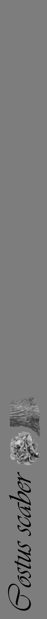 Étiquette de : Costus scaber - format a - style noire35viv avec comestibilité simplifiée - position verticale