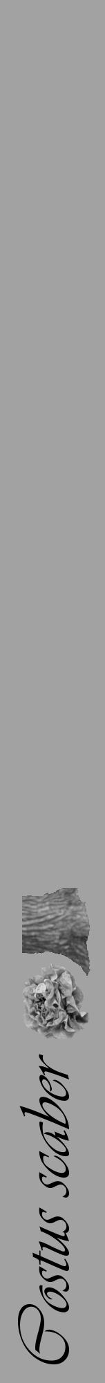 Étiquette de : Costus scaber - format a - style noire38viv avec comestibilité simplifiée - position verticale