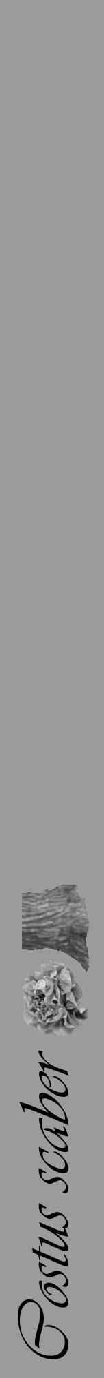 Étiquette de : Costus scaber - format a - style noire52viv avec comestibilité simplifiée - position verticale
