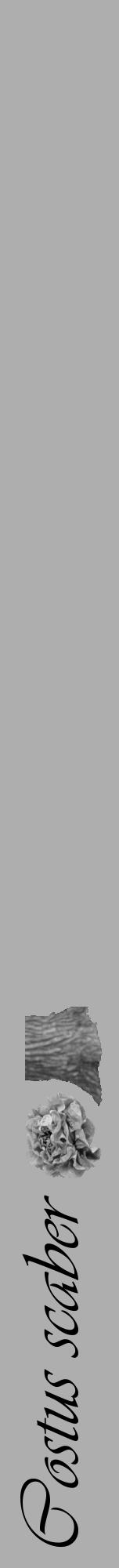 Étiquette de : Costus scaber - format a - style noire53viv avec comestibilité simplifiée - position verticale