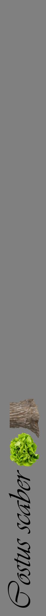 Étiquette de : Costus scaber - format a - style noire57viv avec comestibilité simplifiée