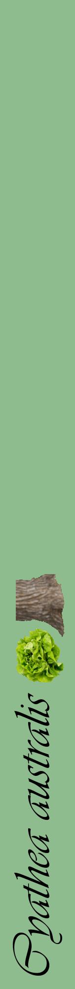 Étiquette de : Cyathea australis - format a - style noire13viv avec comestibilité simplifiée