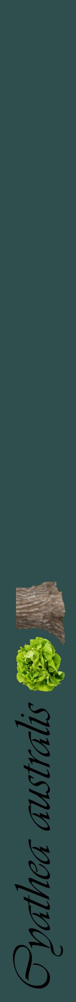 Étiquette de : Cyathea australis - format a - style noire58viv avec comestibilité simplifiée