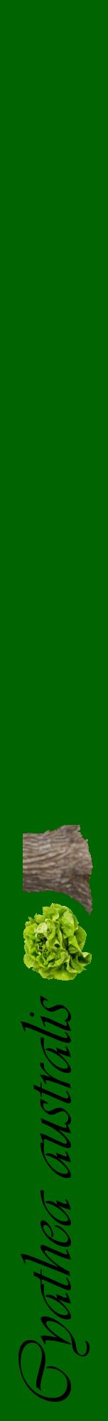 Étiquette de : Cyathea australis - format a - style noire8viv avec comestibilité simplifiée