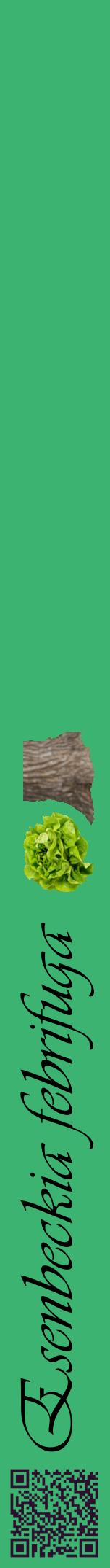 Étiquette de : Esenbeckia febrifuga - format a - style noire12viv avec qrcode et comestibilité simplifiée