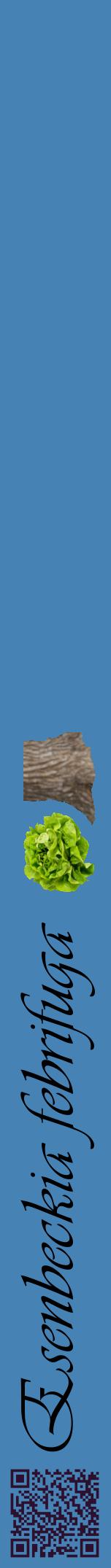 Étiquette de : Esenbeckia febrifuga - format a - style noire5viv avec qrcode et comestibilité simplifiée