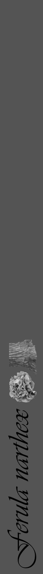 Étiquette de : Ferula narthex - format a - style noire36viv avec comestibilité simplifiée - position verticale