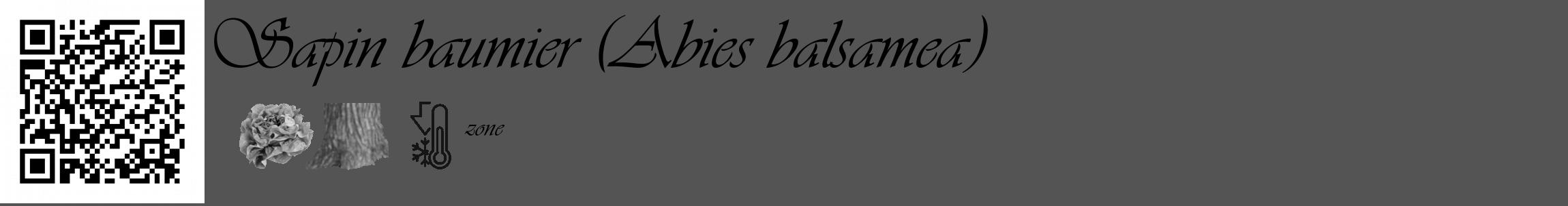 Étiquette de : Abies balsamea - format c - style noire30_basique_basiqueviv avec qrcode et comestibilité simplifiée