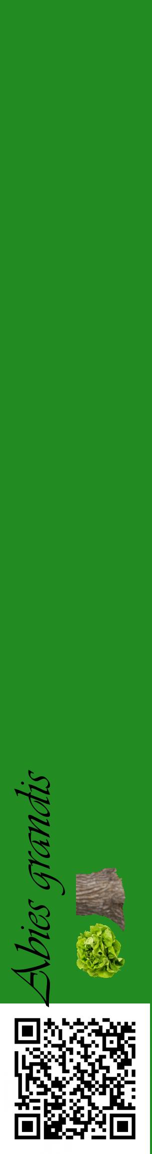 Étiquette de : Abies grandis - format c - style noire10_basiqueviv avec qrcode et comestibilité simplifiée