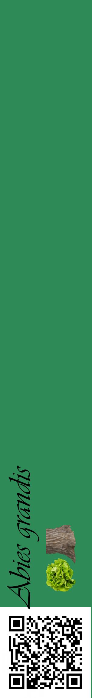 Étiquette de : Abies grandis - format c - style noire11_basiqueviv avec qrcode et comestibilité simplifiée
