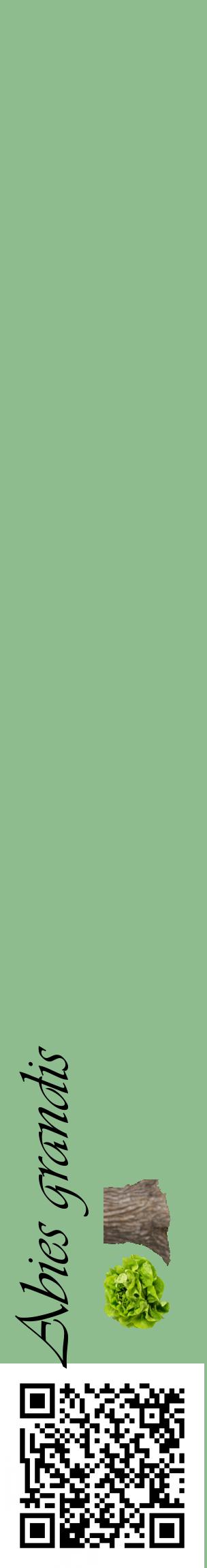 Étiquette de : Abies grandis - format c - style noire13_basiqueviv avec qrcode et comestibilité simplifiée