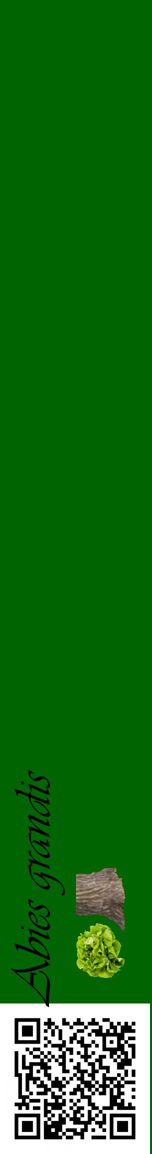 Étiquette de : Abies grandis - format c - style noire8_basiqueviv avec qrcode et comestibilité simplifiée