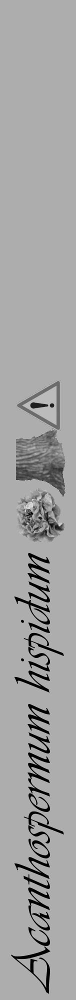 Étiquette de : Acanthospermum hispidum - format a - style noire22viv avec comestibilité simplifiée - position verticale
