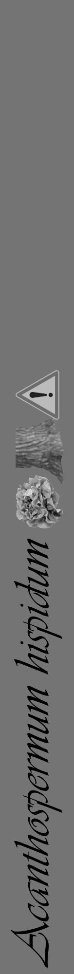 Étiquette de : Acanthospermum hispidum - format a - style noire26viv avec comestibilité simplifiée - position verticale