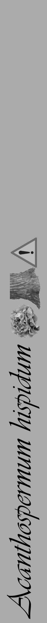 Étiquette de : Acanthospermum hispidum - format a - style noire37viv avec comestibilité simplifiée - position verticale