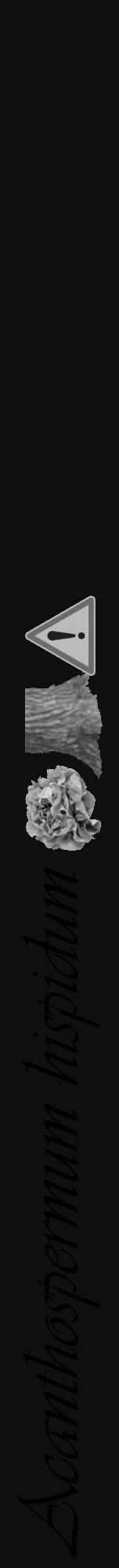 Étiquette de : Acanthospermum hispidum - format a - style noire7viv avec comestibilité simplifiée - position verticale